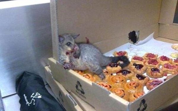 Pastry thief possum