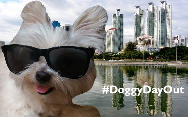 the ultimate guide to owning a dog on sukhumvit