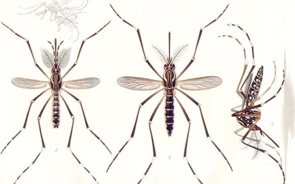 thailand dengue fever, zika, mers