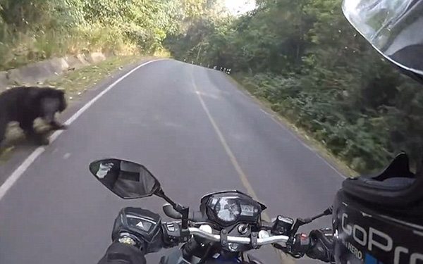 bear motorbike