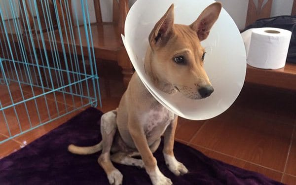 thai street paws dog charity