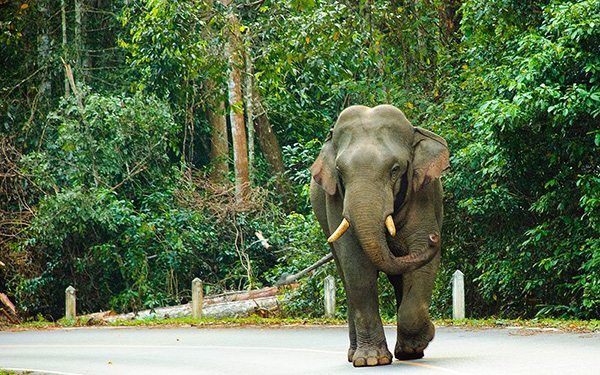 asian elephant khao yai national park
