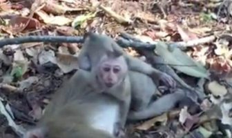 baby monkey video