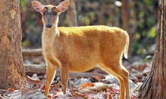 hunters deer carcasses sai yok national park
