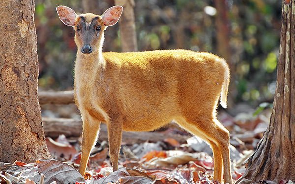hunters deer carcasses sai yok national park