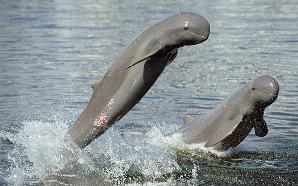 irrawaddy dolphin khao sam roi et