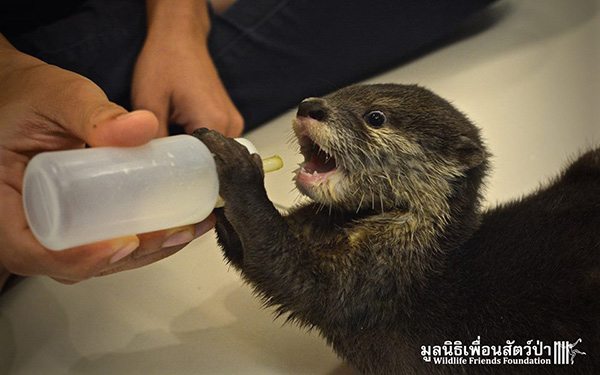 oscar bangkok rescue otter