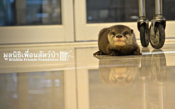 oscar bangkok rescue otter