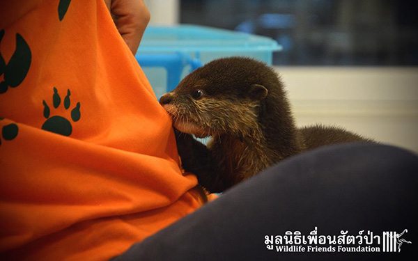 rescue otter bangkok