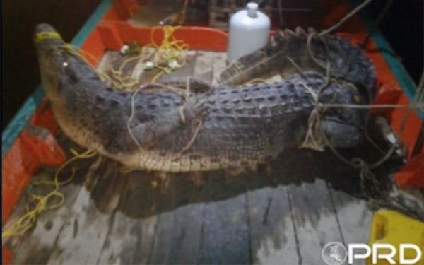 crocodile found in surat thani