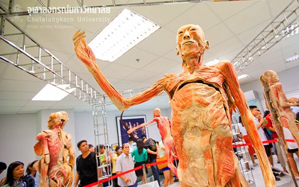 human body museum bangkok