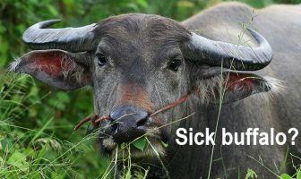 sick buffalo thailand