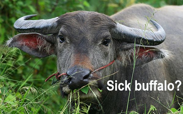 sick buffalo thailand