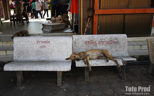 thailand street dogs