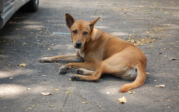 thailand street dogs 