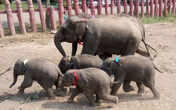 things to do in thailand elephant riding