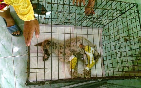 thailand dog rescue