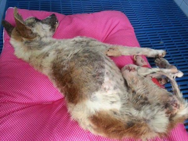 dog rescue thailand