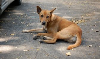 soi dogs in bangkok