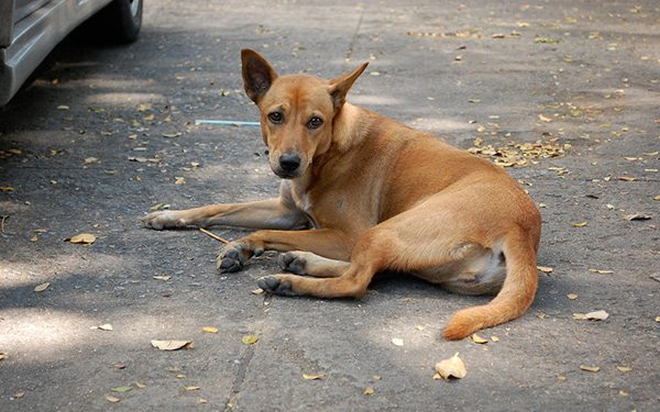 soi dogs in bangkok