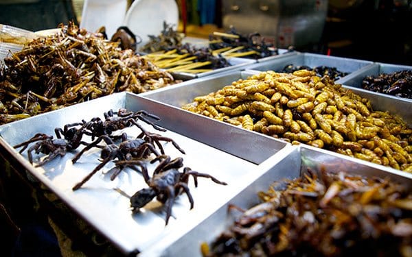eating insects in thailand