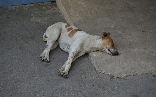 dogs in bangkok