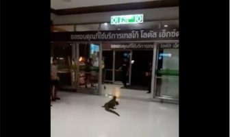 monitor lizard in thailand