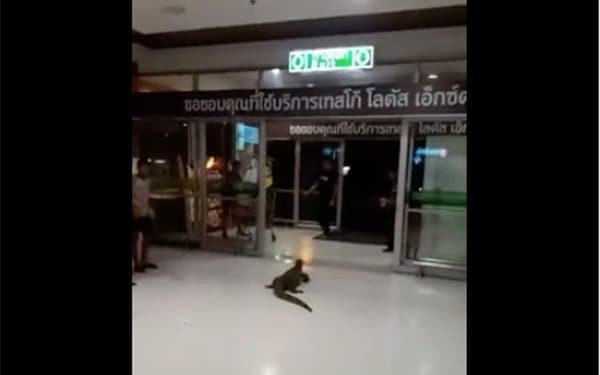 monitor lizard in thailand
