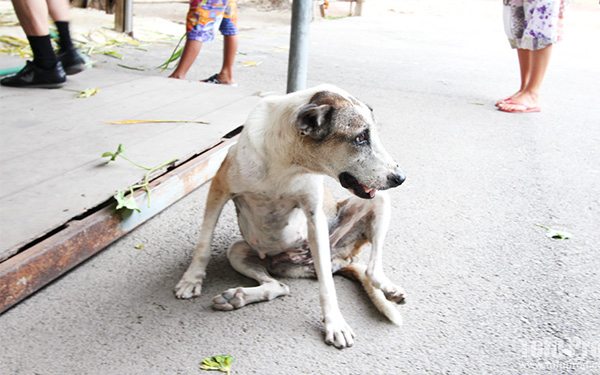 bangkok soi dogs