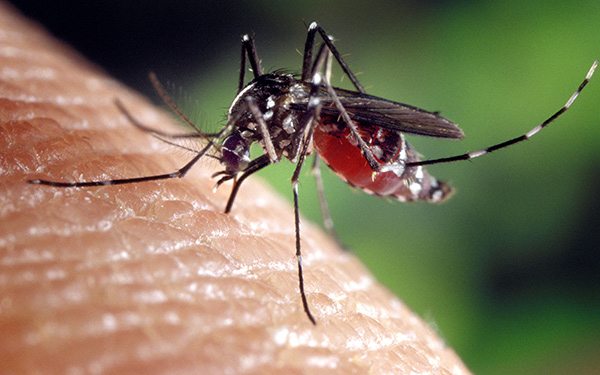 zika virus thailand