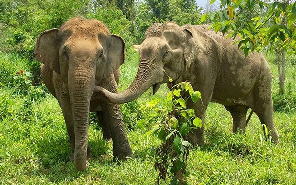 volunteer elephant sanctuary Thailand