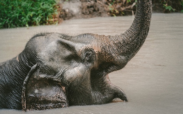 thai elephant sanctuary