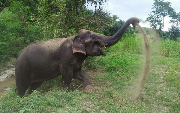 best thailand elephant sanctuary