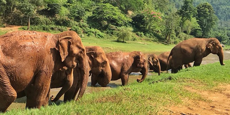 best elephant sanctuary thailand